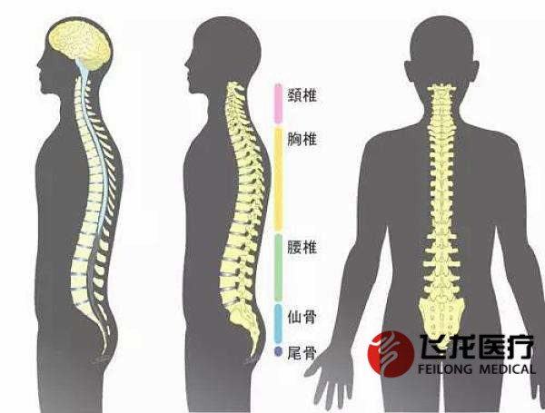 每天没精神，很可能是脊柱出了问题